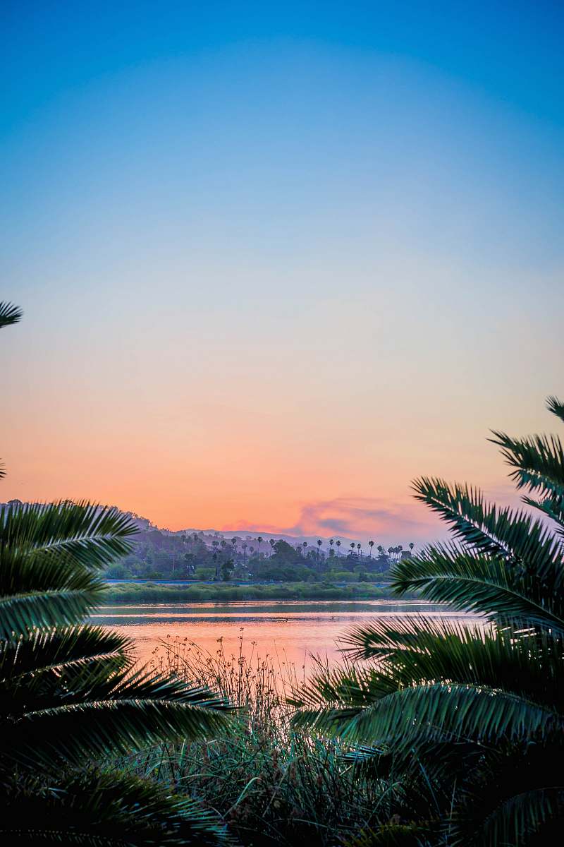 santa barbara palm tree leaf near at body of water tropical